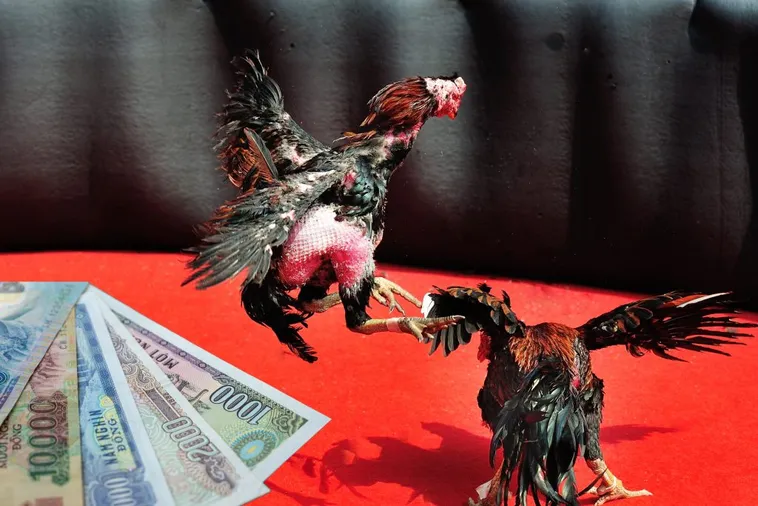 Tuyệt Chiêu Chơi Đá Gà Sabong Tại 98Win Thắng Lớn Mỗi Ngày